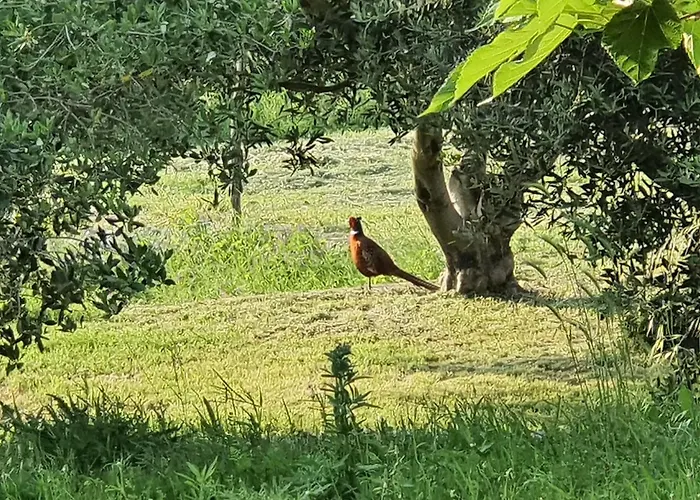 Villa Coast Secluded House With Heated Pool Privlaka (Zadar)