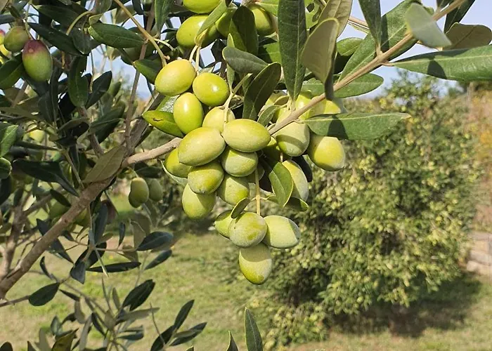 Coast Secluded House With Heated Pool Vila Privlaka (Zadar)